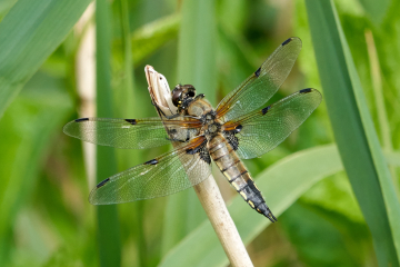 Four spotted chaser 2 Kim Tarsey.jpg